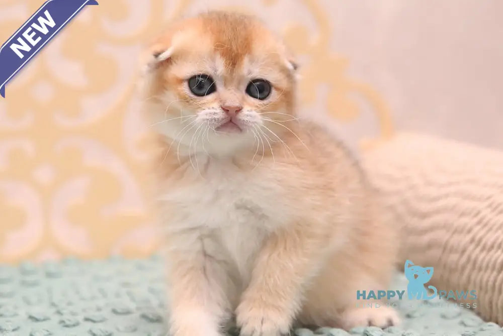 Clarans Scottish Fold female black golden shaded live animals