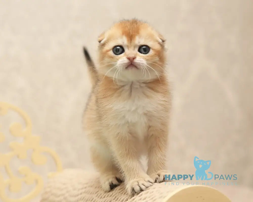 Clarans Scottish Fold female black golden shaded live animals