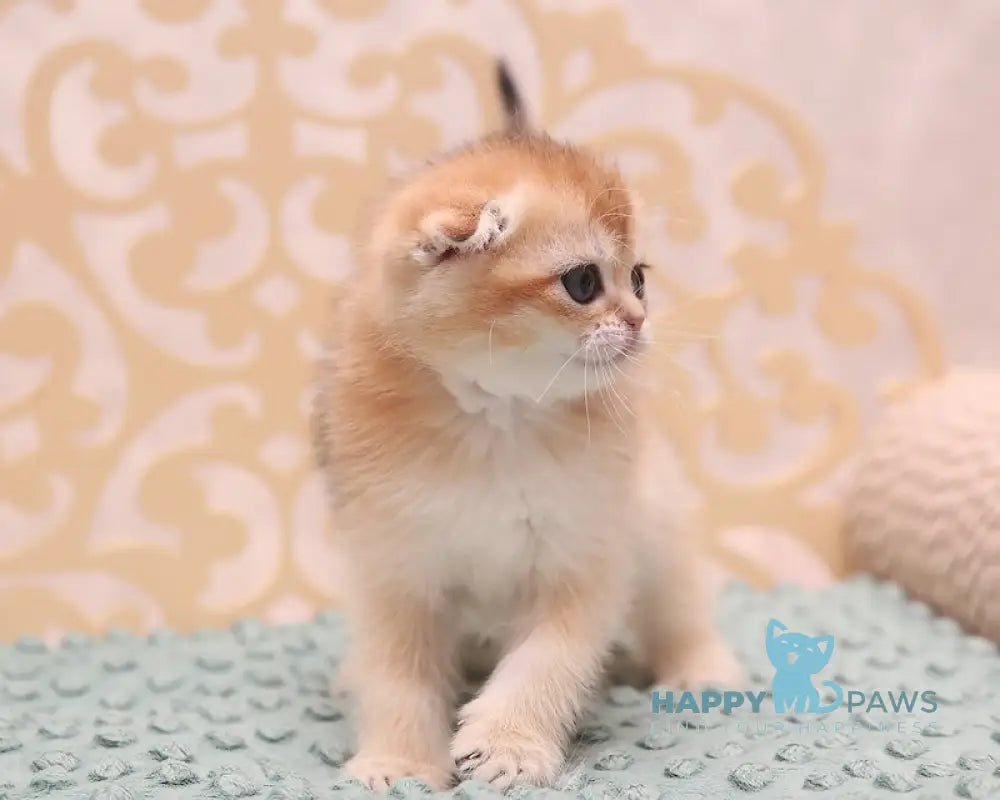 Clarans Scottish Fold female black golden shaded live animals