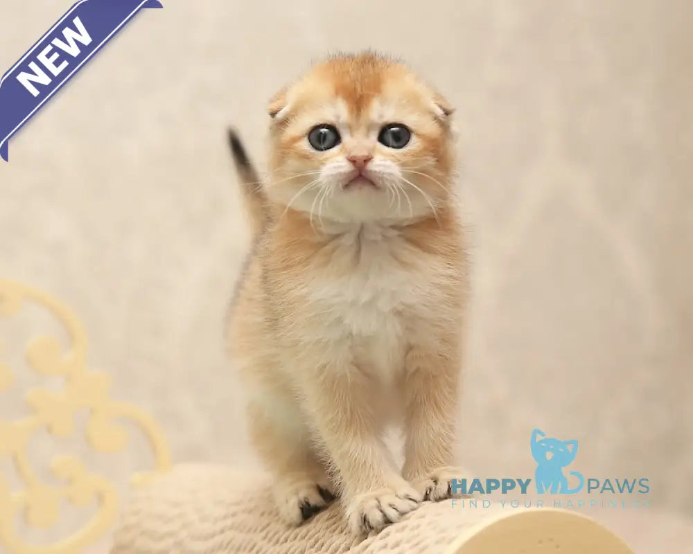Clarans Scottish Fold female black golden shaded live animals