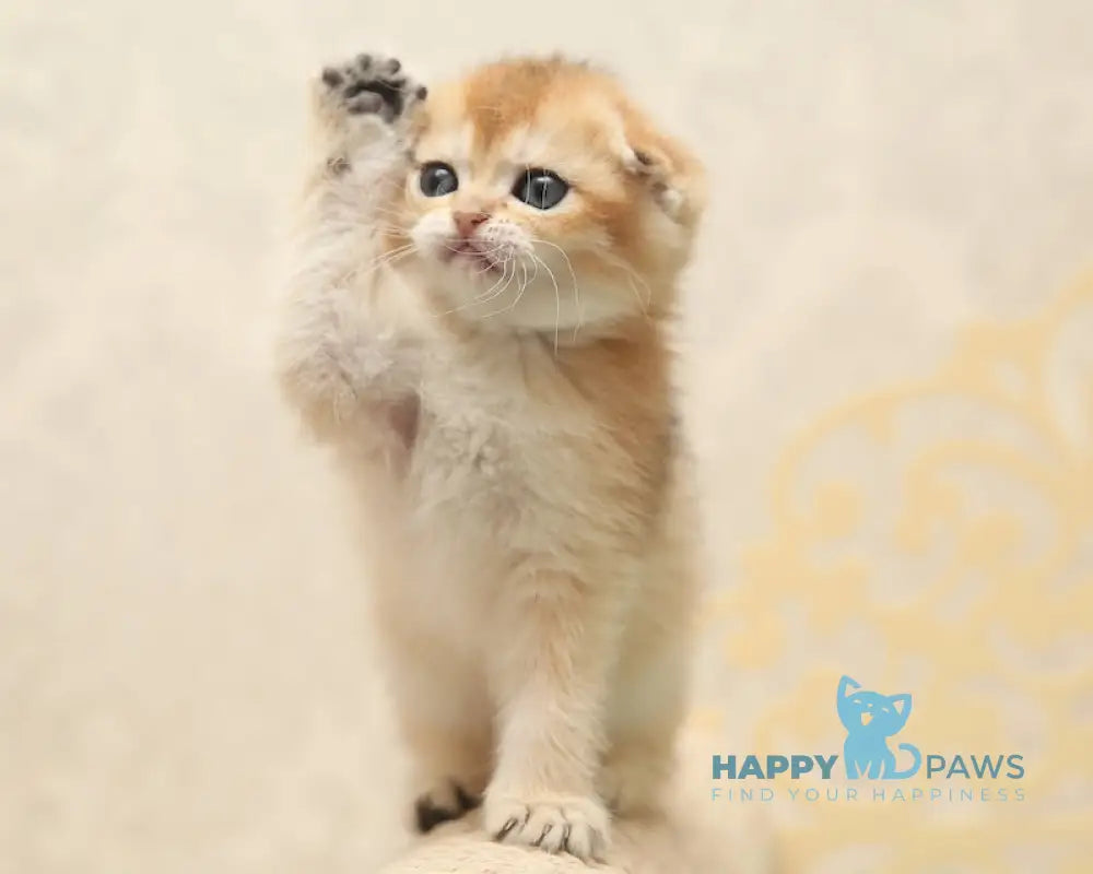 Clarans Scottish Fold female black golden shaded live animals