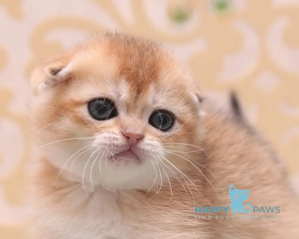 Clarans Scottish Fold female black golden shaded live animals