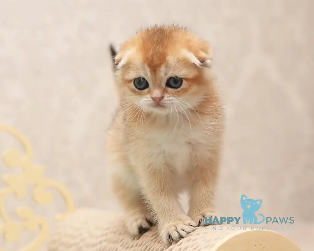Clarans Scottish Fold female black golden shaded live animals