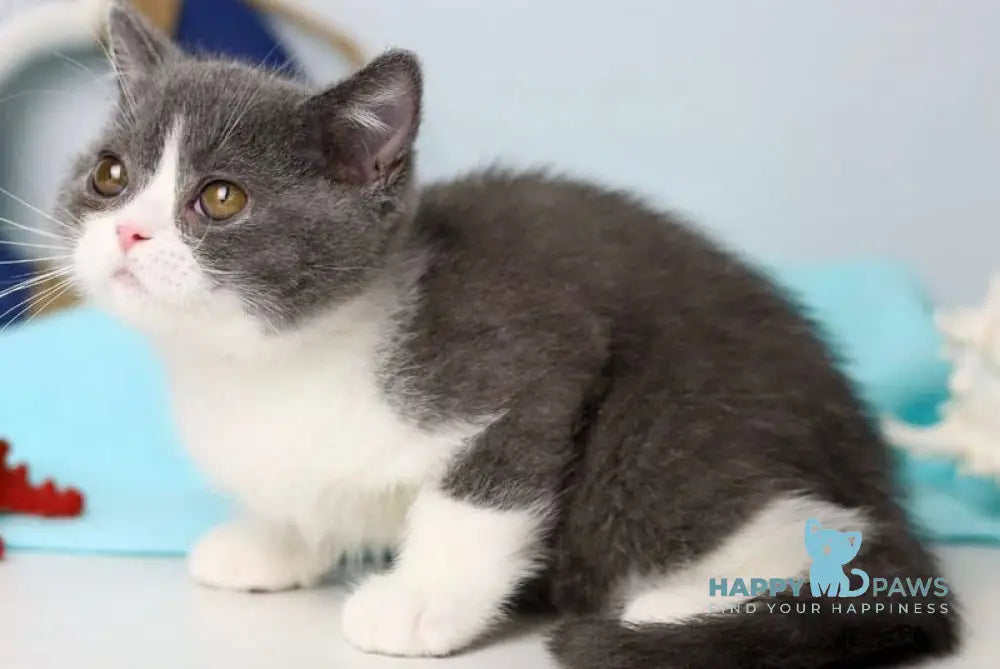 Clark British Shorthair male blue bicolour live animals