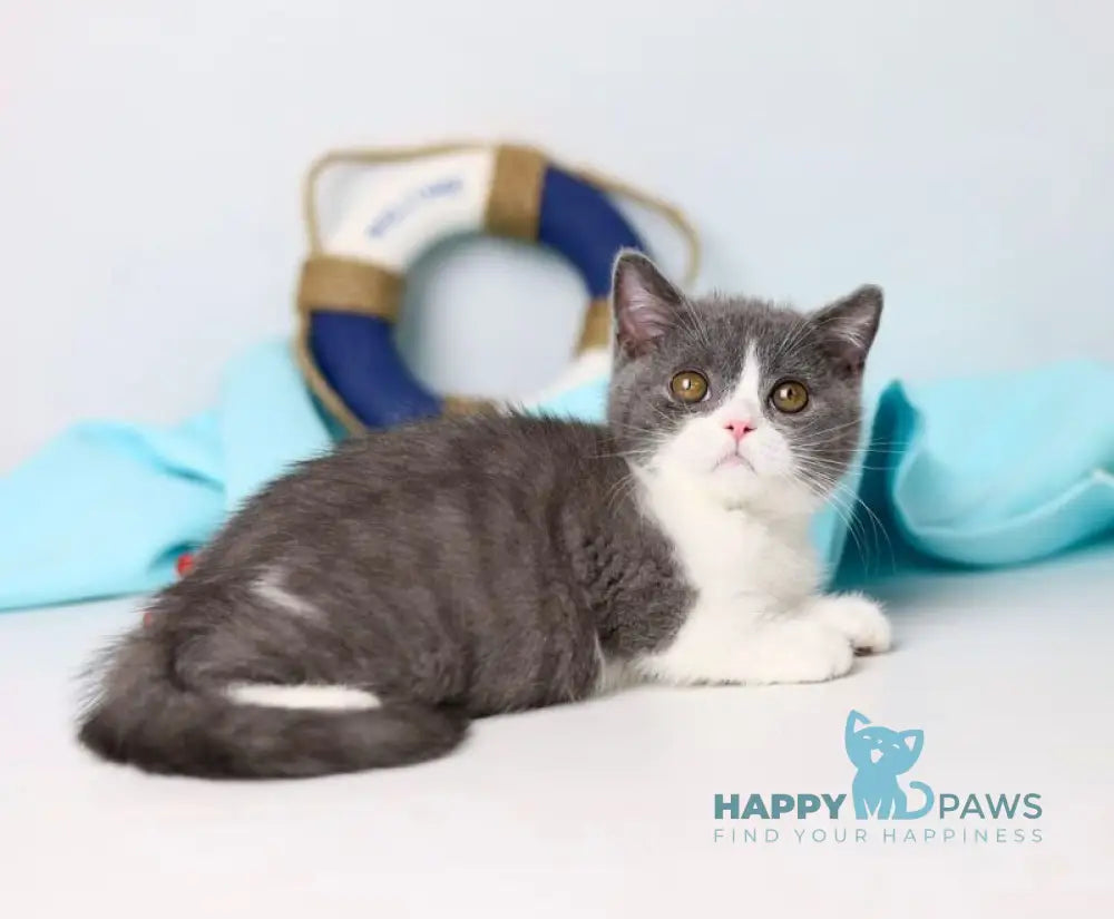 Clark British Shorthair male blue bicolour live animals