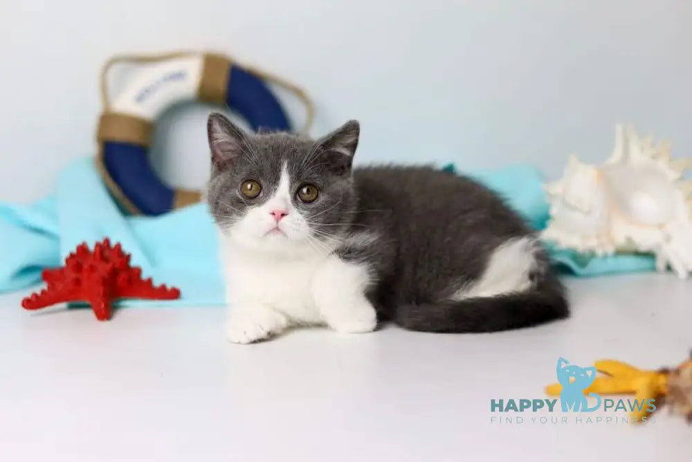 Clark British Shorthair male blue bicolour live animals