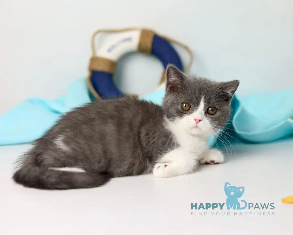 Clark British Shorthair male blue bicolour live animals