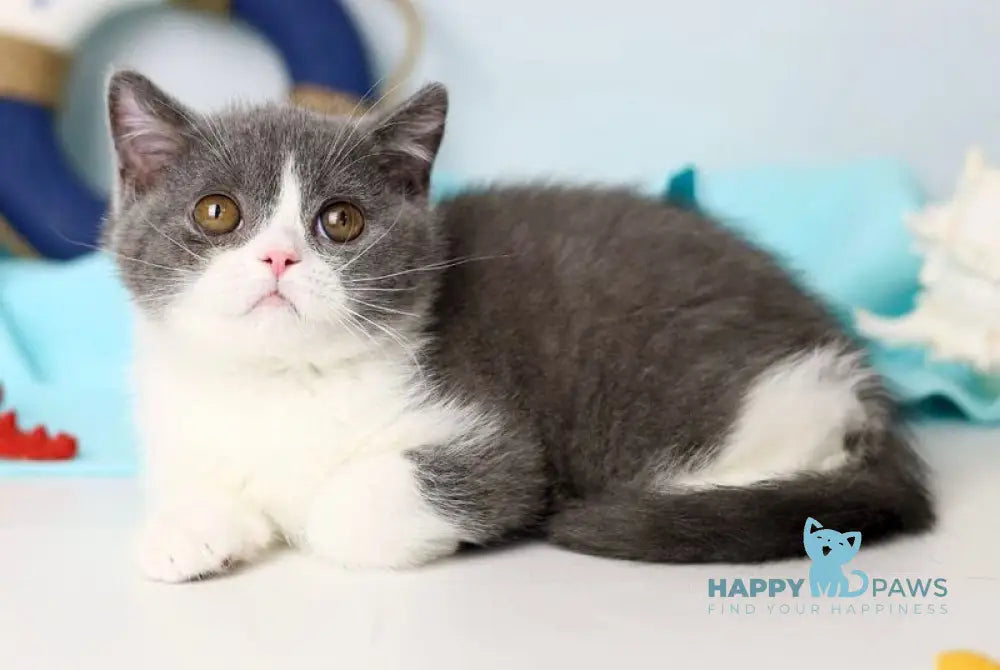 Clark British Shorthair male blue bicolour live animals