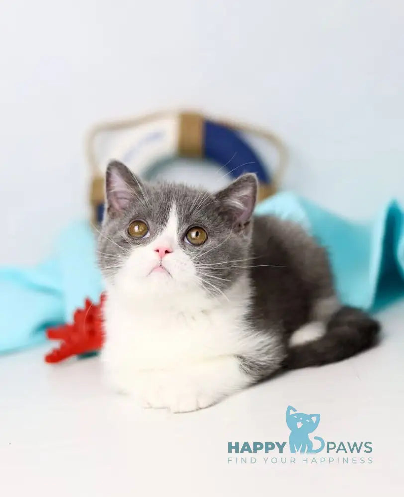 Clark British Shorthair male blue bicolour live animals