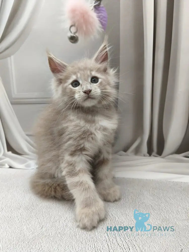 Clark Maine Coon polydactyl male cream tabby live animals