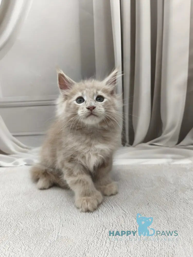 Clark Maine Coon polydactyl male cream tabby live animals