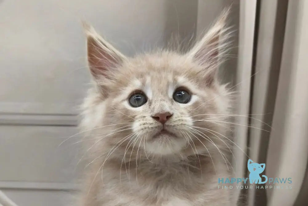 Clark Maine Coon polydactyl male cream tabby live animals