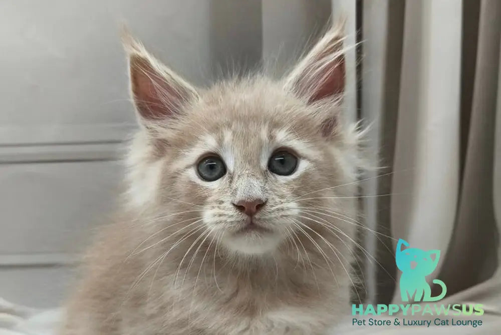 Clark Maine Coon polydactyl male cream tabby live animals