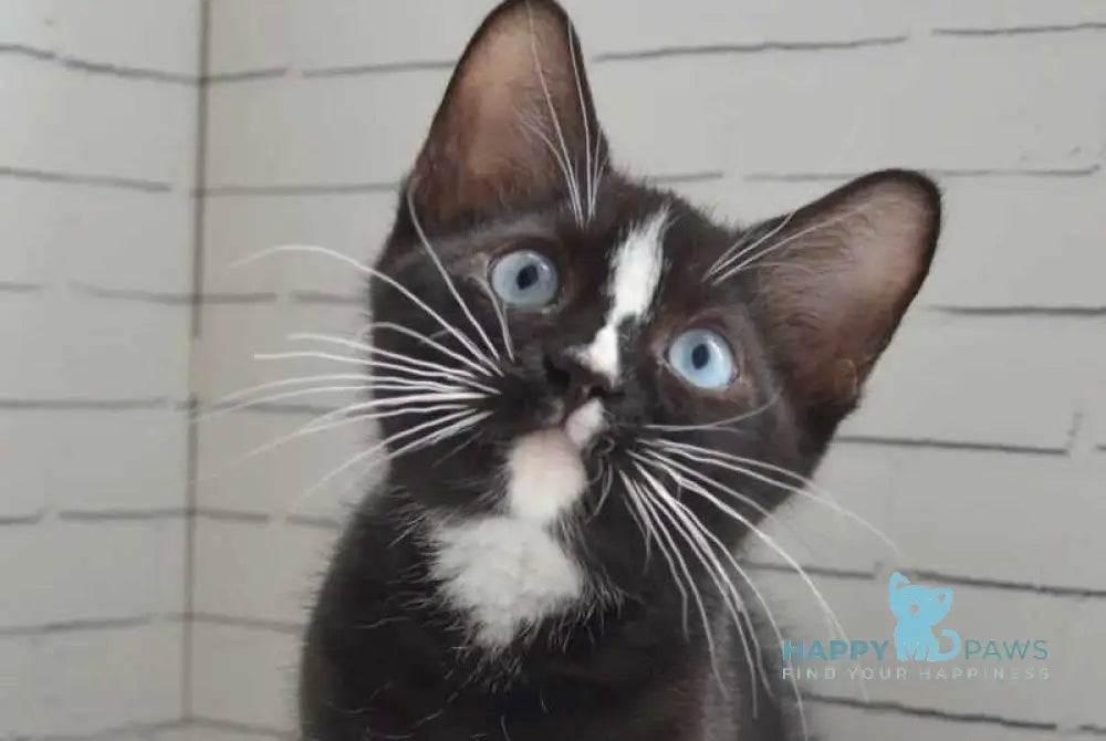 Claude British Shorthair male black with white - Event Tickets
