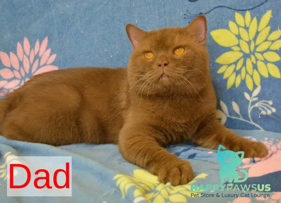 Claude British Shorthair male black with white - Event Tickets