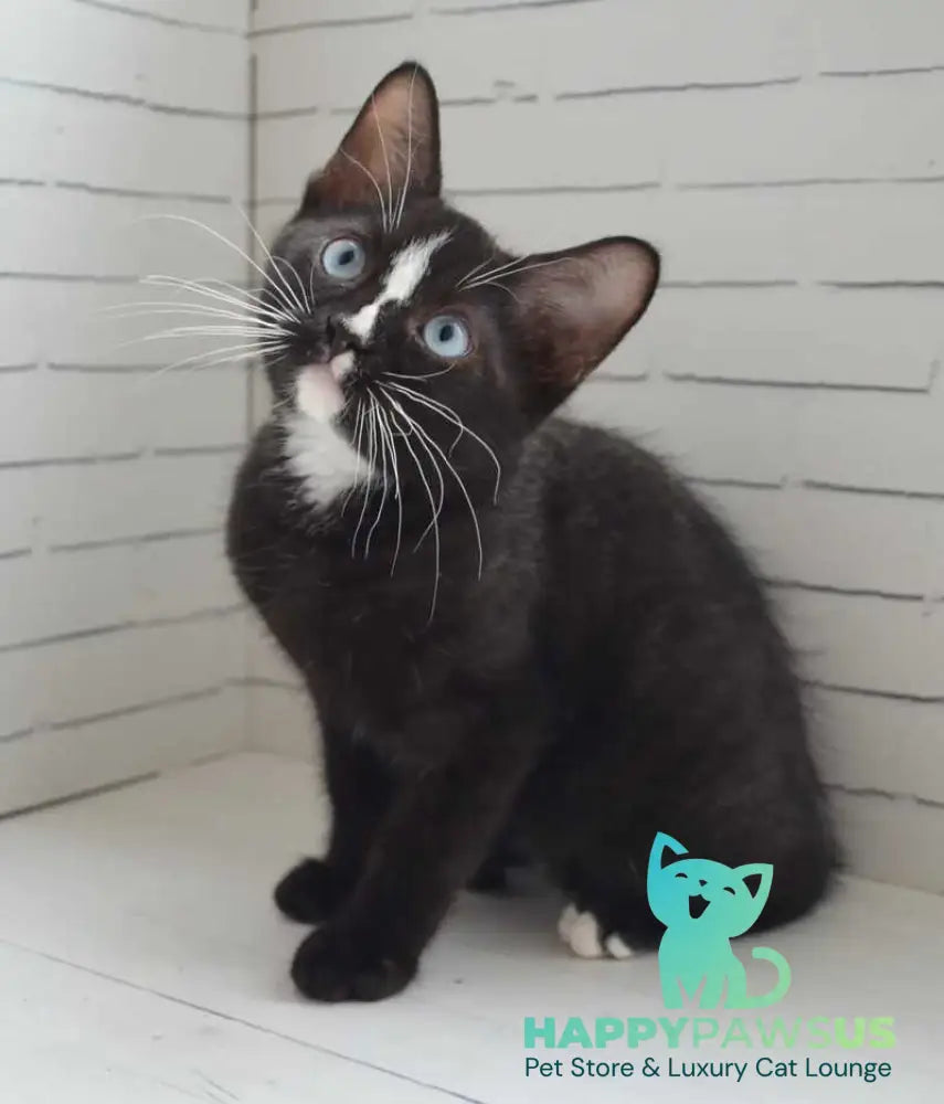 Claude British Shorthair male black with white - Event Tickets