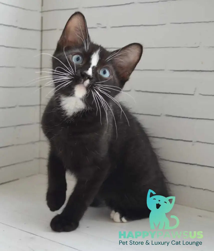 Claude British Shorthair male black with white - Event Tickets