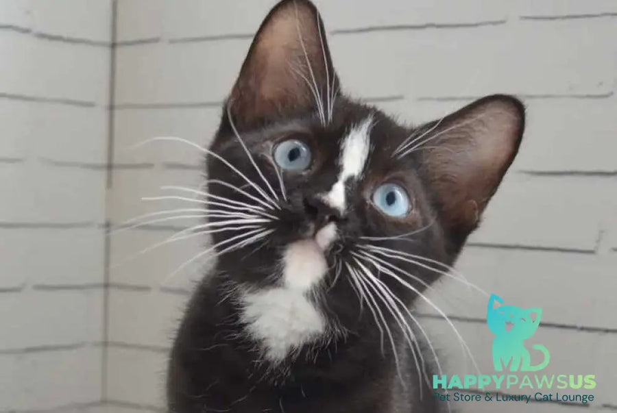 Claude British Shorthair male black with white - Event Tickets