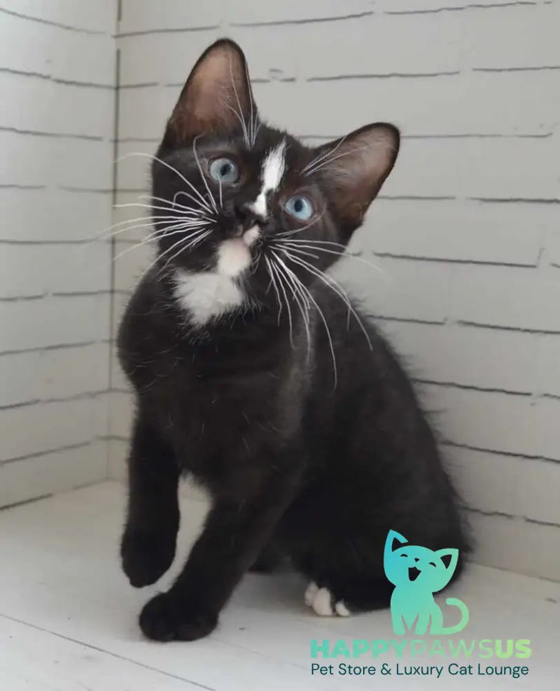 Claude British Shorthair male black with white - Event Tickets