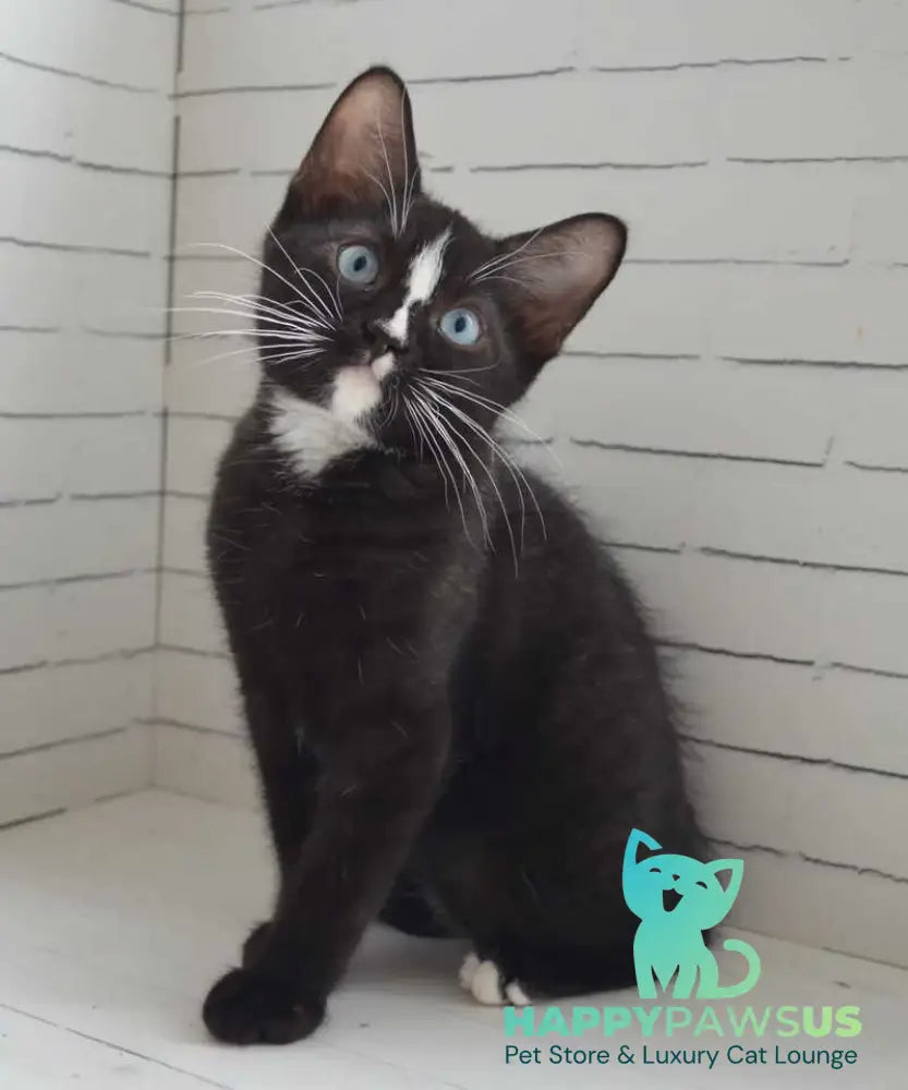 Claude British Shorthair male black with white - Event Tickets