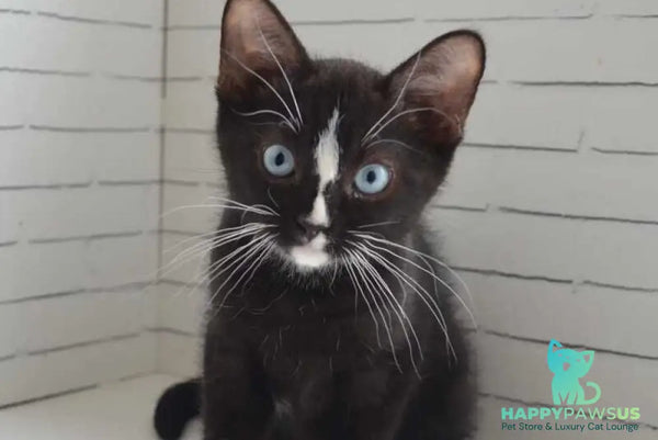 Claude British Shorthair male black with white - Event Tickets