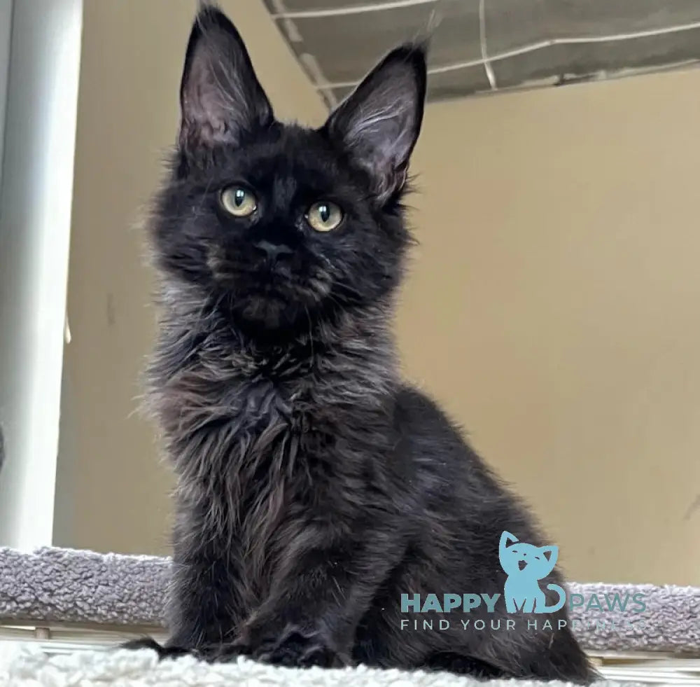 Claudia Maine Coon polydactyl female balck live animals
