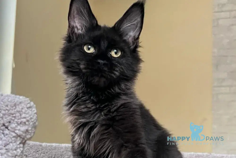 Claudia Maine Coon polydactyl female balck live animals