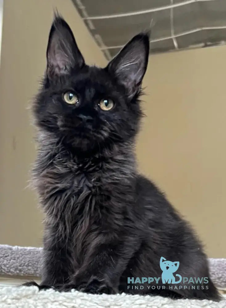 Claudia Maine Coon polydactyl female balck live animals