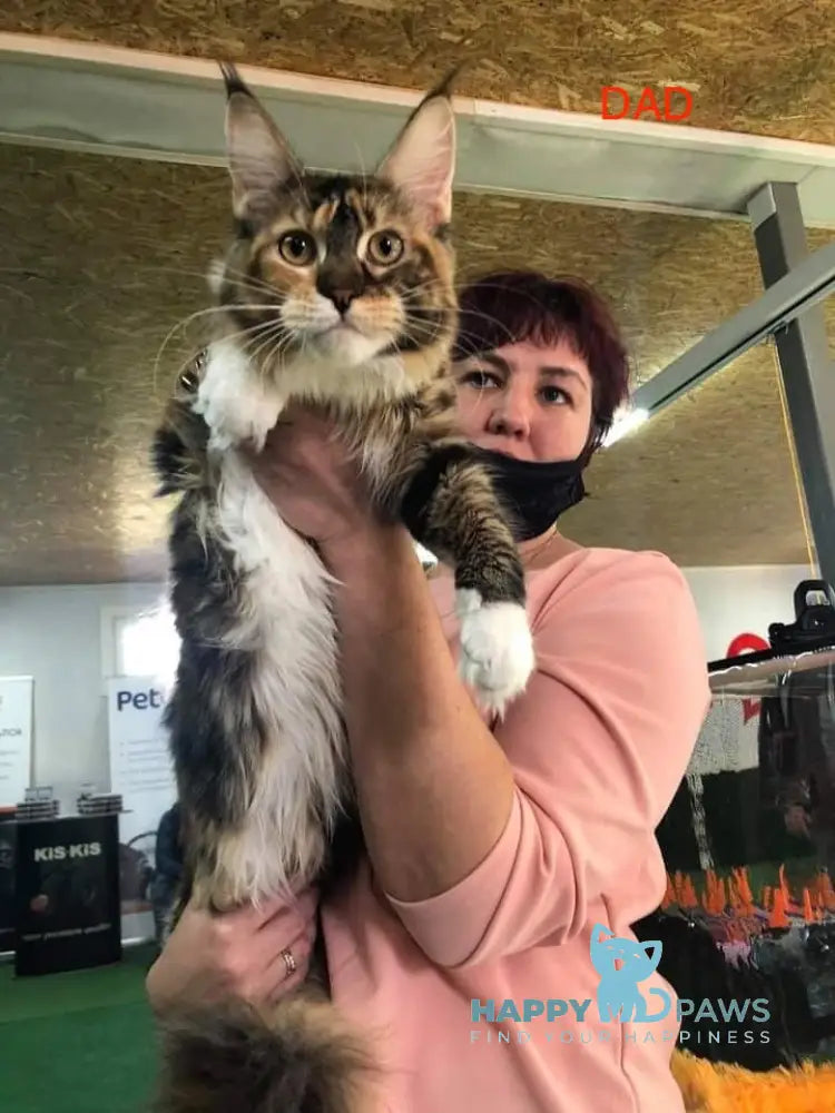 Claudia Maine Coon polydactyl female balck live animals
