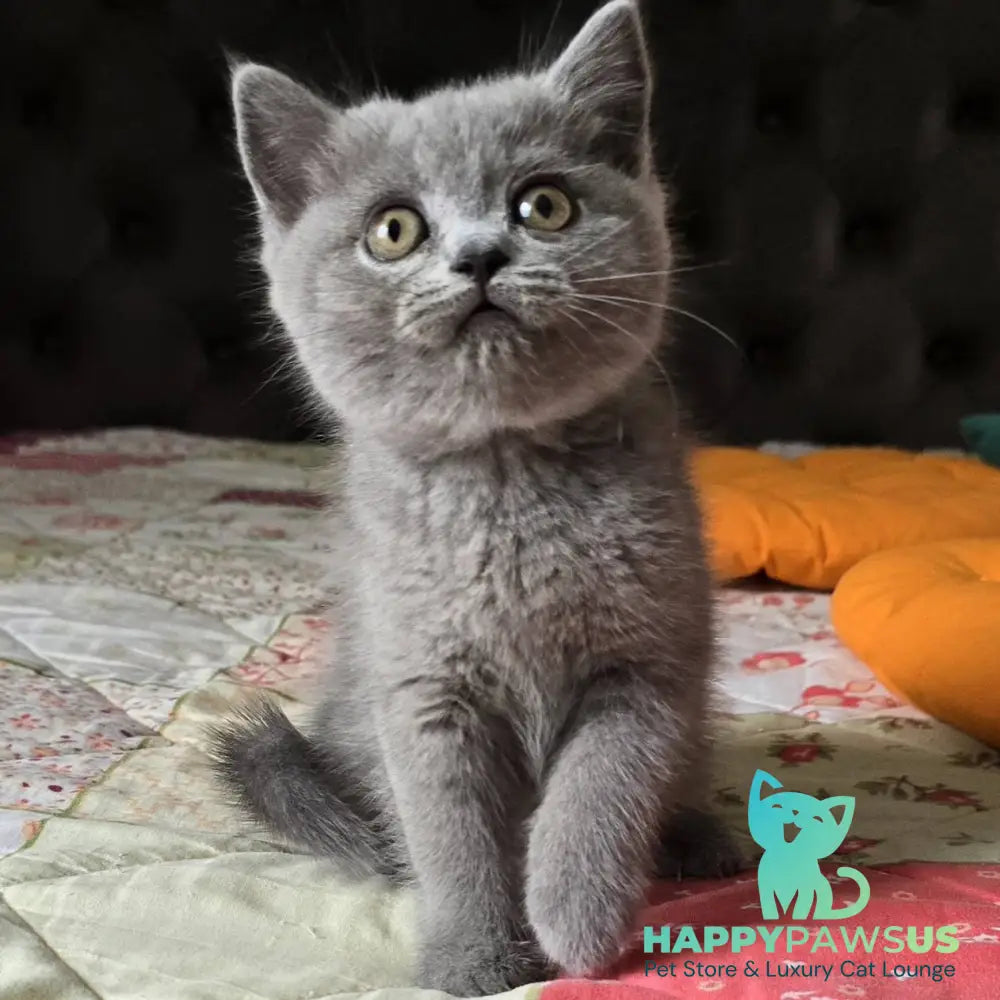 Claudia Scottish Straight female blue - live animals