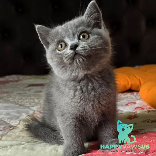 Claudia Scottish Straight female blue - live animals