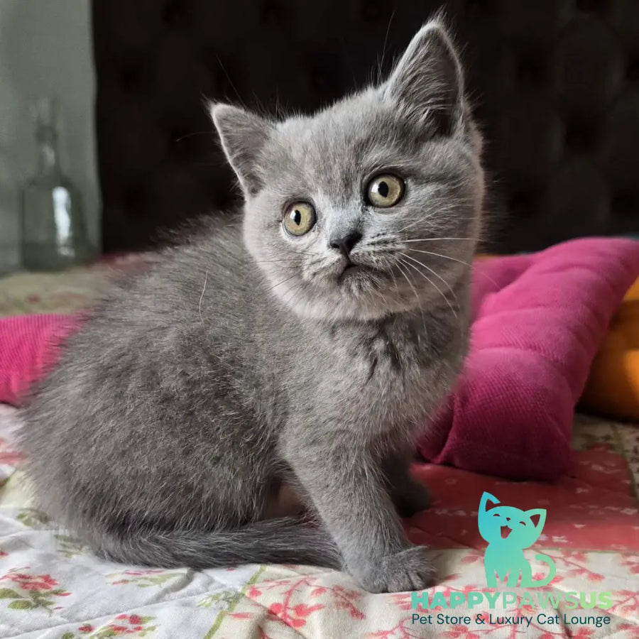 Claudia Scottish Straight female blue - live animals
