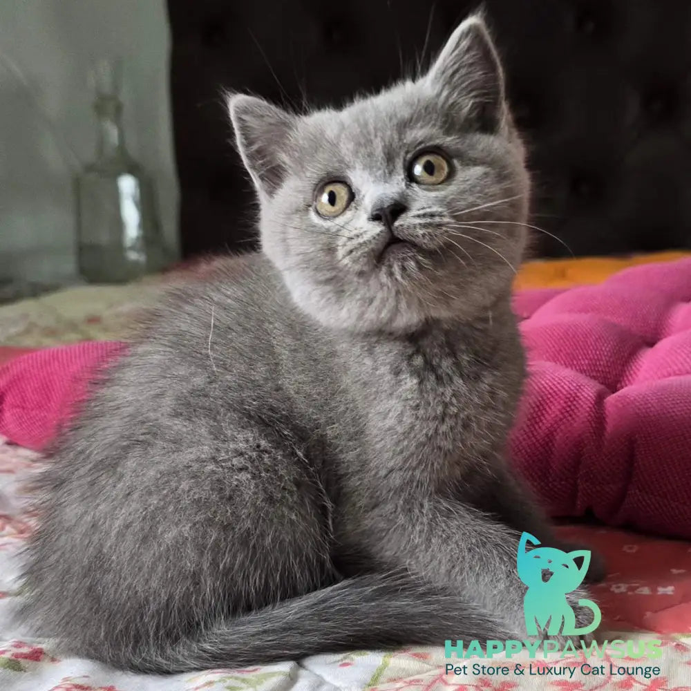 Claudia Scottish Straight female blue - live animals