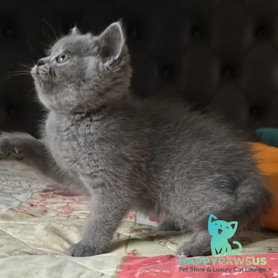 Claudia Scottish Straight female blue - live animals