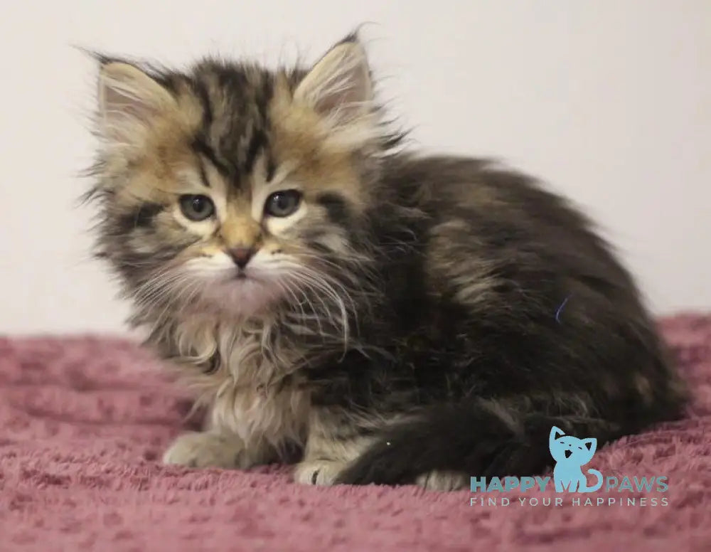 Claudius Siberian male black spotted tabby live animals