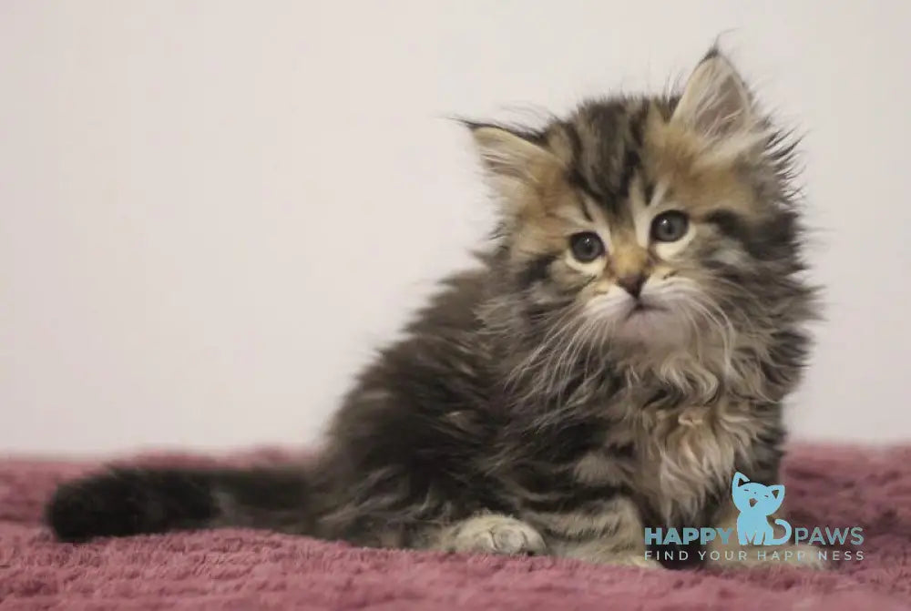 Claudius Siberian male black spotted tabby live animals