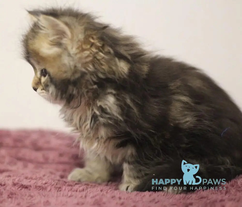 Claudius Siberian male black spotted tabby live animals