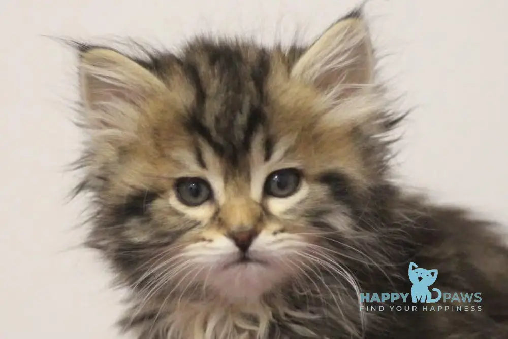 Claudius Siberian male black spotted tabby live animals