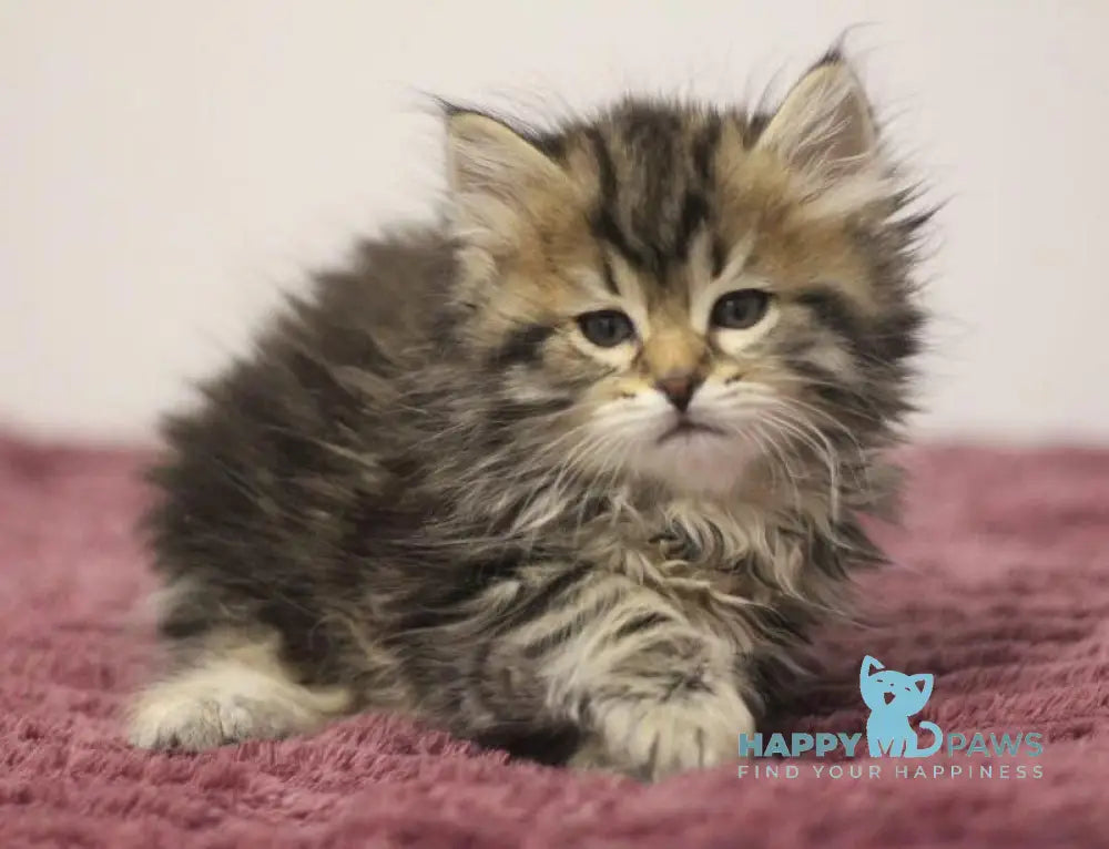 Claudius Siberian male black spotted tabby live animals