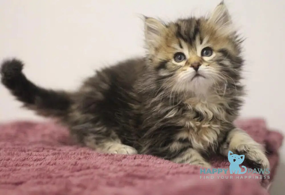 Claudius Siberian male black spotted tabby live animals