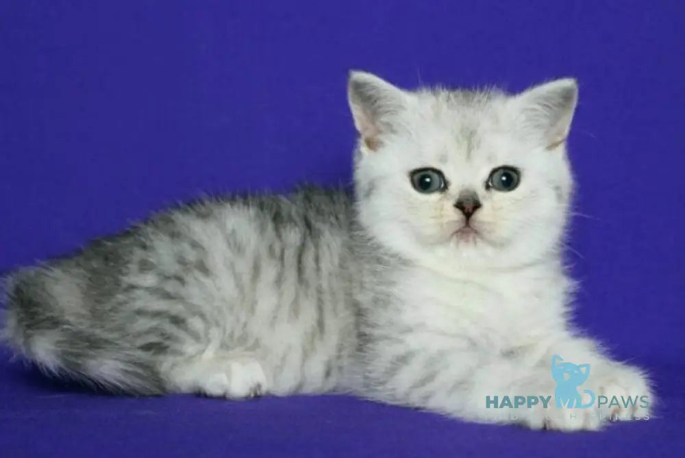 Clava Scottish Straight female black silver spotted tabby live animals