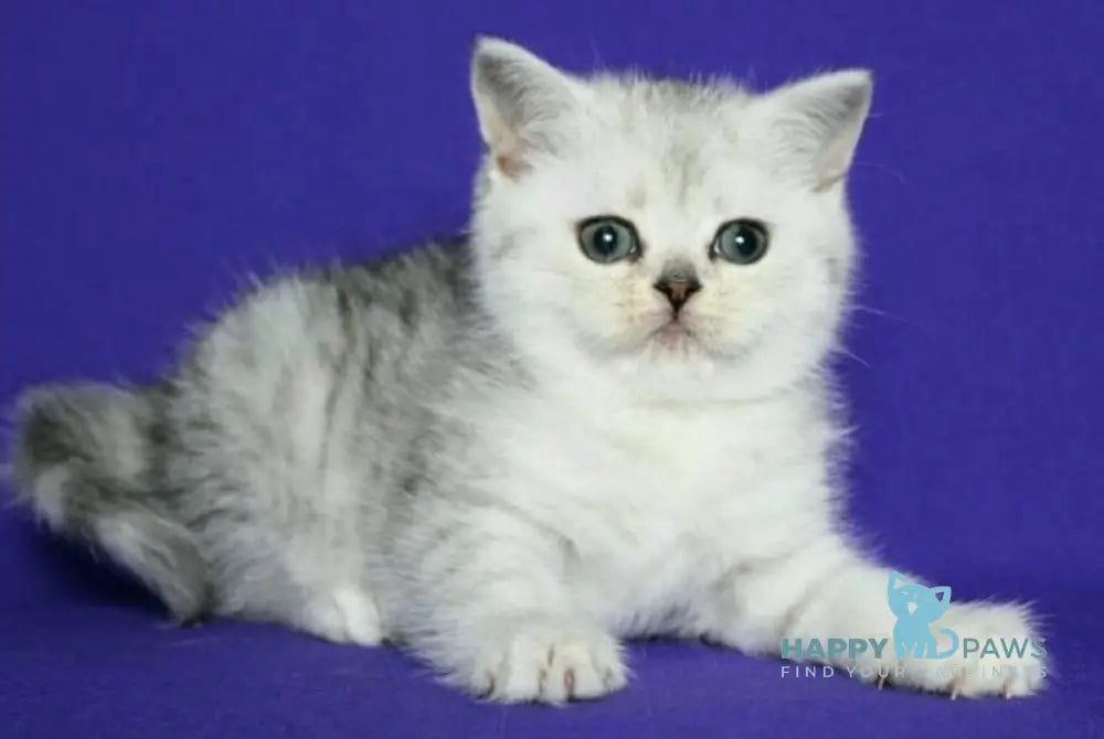 Clava Scottish Straight female black silver spotted tabby live animals