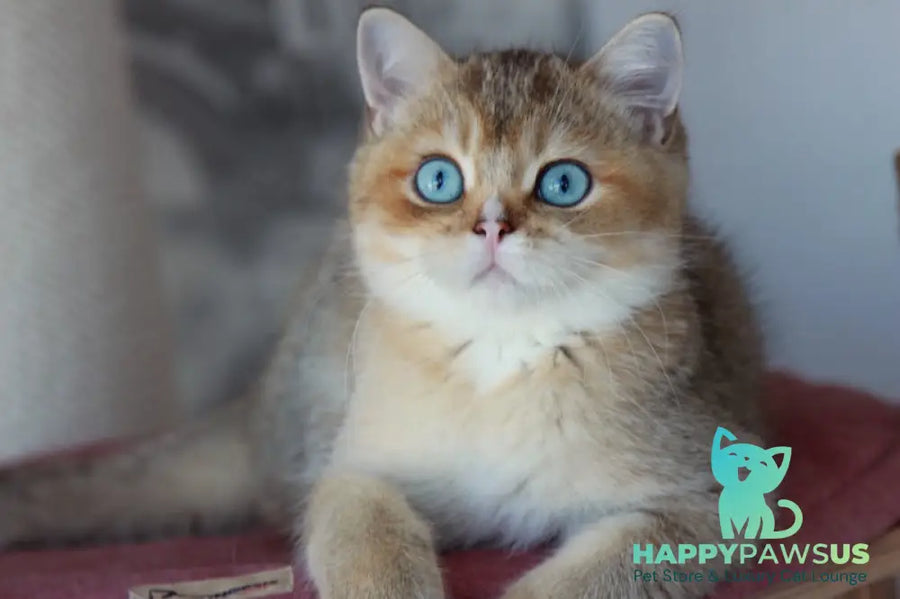 Clayton British Shorthair male black golden ticked tabby with white - live animals