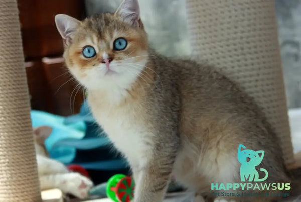 Clayton British Shorthair male black golden ticked tabby with white - live animals