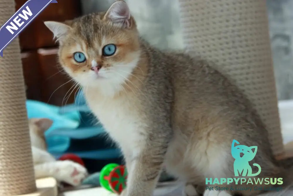 Clayton British Shorthair male black golden ticked tabby with white - live animals