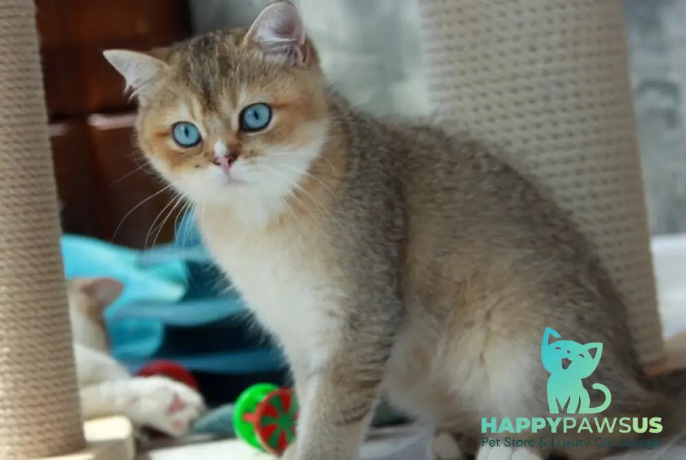 Clayton British Shorthair male black golden ticked tabby with white - live animals