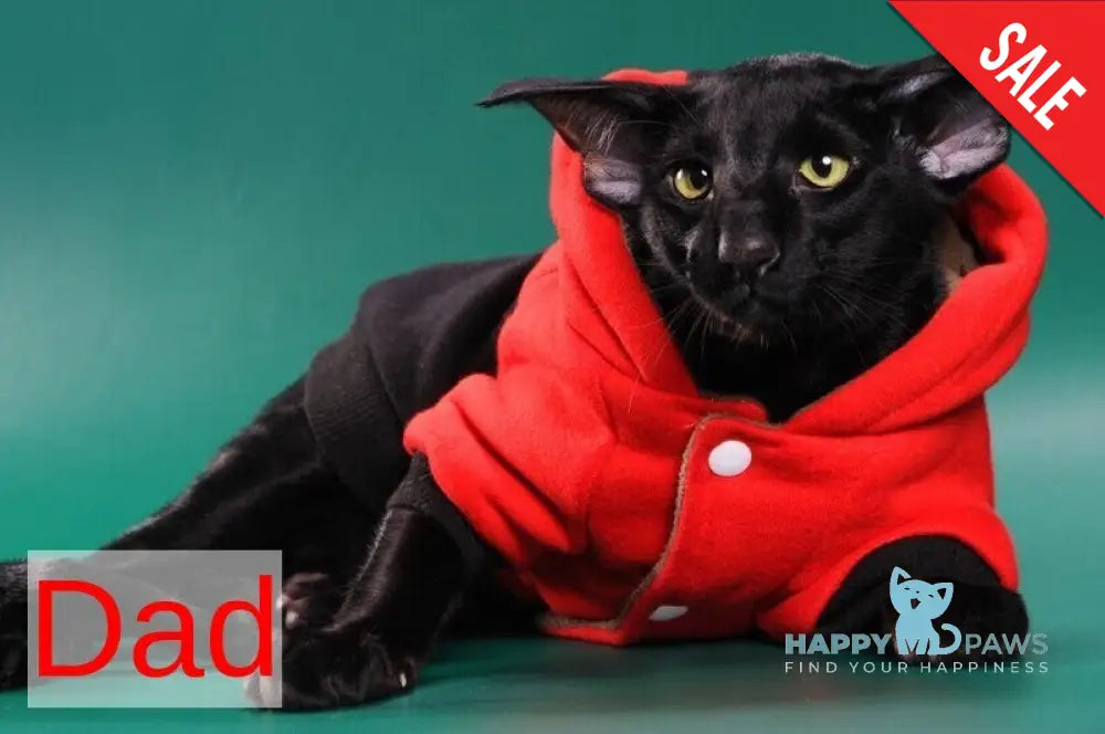 Clayton Oriental Shorthair male white live animals