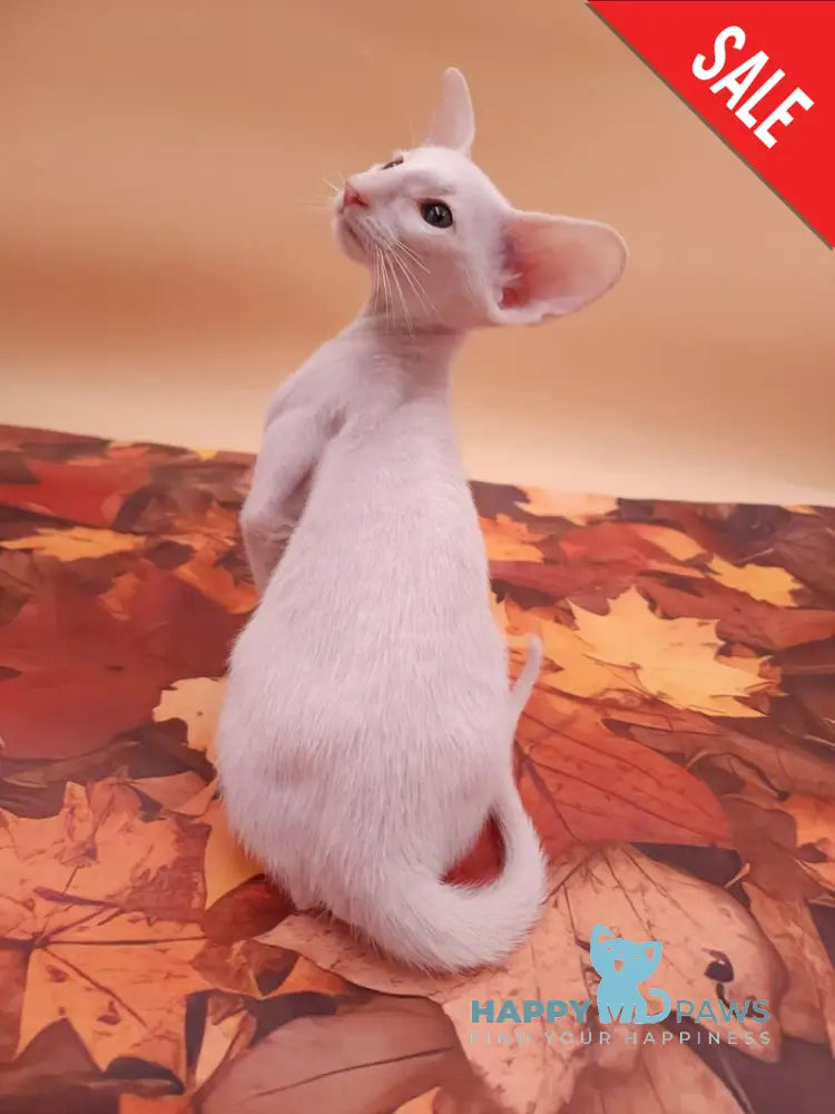 Clayton Oriental Shorthair male white live animals