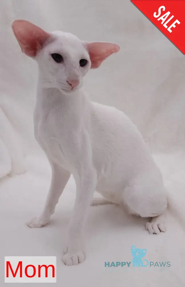 Clayton Oriental Shorthair male white live animals