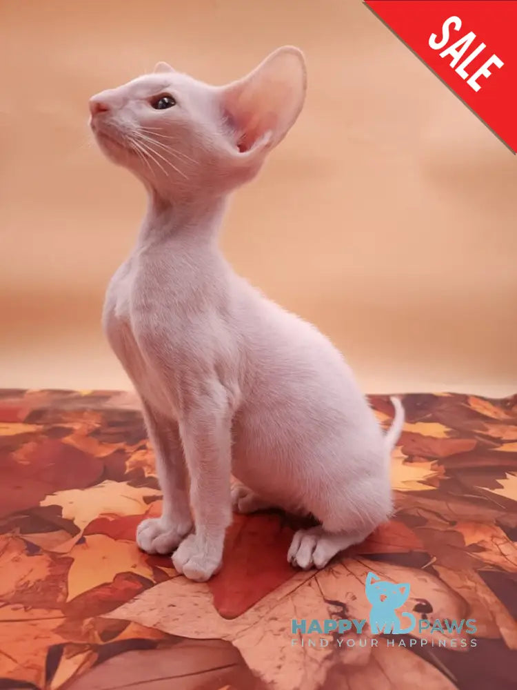 Clayton Oriental Shorthair male white live animals